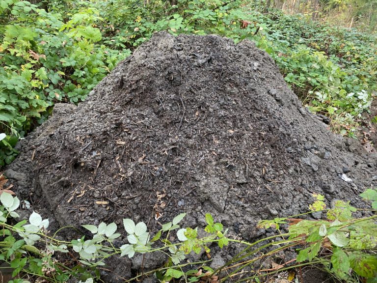 Maplewood environmental project